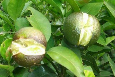 果實(shí)到底為什么會(huì)裂果，原因居然是這些！